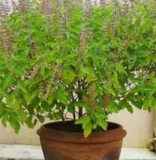हिवाळ्यात तुळस सुकू नये म्हणून करा ३ गोष्टी; हिरवीगार राहील तुळस-थंडीत कोमेजणार नाही