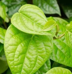 विड्याचे पान खाणे पचनासाठी चांगलेच मात्र या पद्धतीने कधीच खाऊ नका, अनेकजण करतात 'ही' चूक