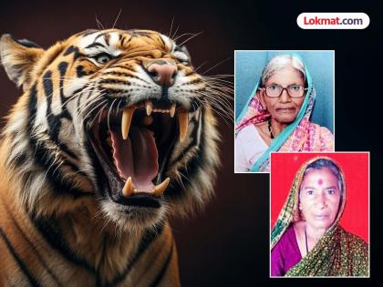 घरात चुली पेटविण्यासाठी सरपण आणायला गेल्या; टिपून बसलेल्या वाघाने एकाच गावातील दोन महिलांचा घेतला जीव