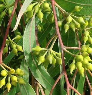 निलगिरीचे २ थेंब रुमलावार शिंपडा, तुमचा दिवसभरातील त्रास पटकन कमी करुन मन शांत करणारा सुगंधी उपाय