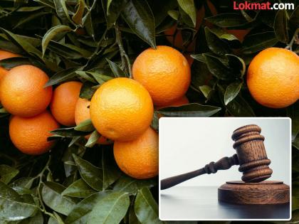 संत्र्याला हेक्टरी ५० हजार भरपाई मिळावी ; अकोल्यातील शेतकऱ्यांची हायकोर्टात याचिका