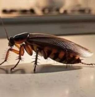 किचनमध्ये बारीक झुरळांचा सुळसुळाट झाला? १० उपाय, १० सेकंदात झुरळं गायब