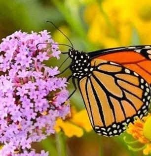 बाल्कनीत 'ही' ५ फुलांची रोपं लावा; रंगेबिरंगी फुलपाखरांनी भरेल बाल्कनी-घराचं वाढेल सौंदर्य