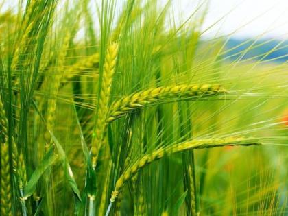 Global warming will reduce corn production, increase wheat; NASA report | ग्लाेबल वार्मिंगमुळे मक्याचे उत्पादन घटणार, गव्हाचे वाढणार; नासाचा अहवाल