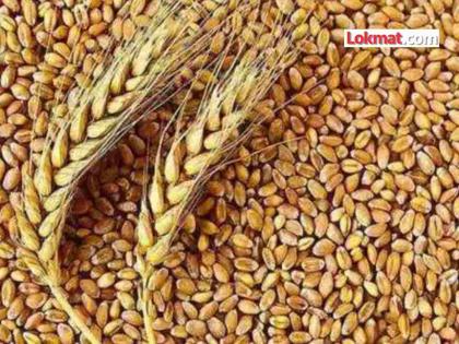 India, the world's supplier, is reluctant to import wheat; Chances of losing global markets | जगाचा पुरवठादार भारतावर गहू आयातीची नामुष्की; जागतिक बाजारपेठ गमावण्याची शक्यता