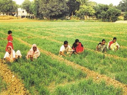 Spraying for the first time on tide with wheat due to climate change | वातावरण बदलाने गव्हासह ज्वारीवर पहिल्यांदाच फवारणीची पाळी