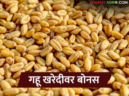 Latest news Bonus of Rs 40 per quintal announced on MSP of wheat, madhya pradesh government decision | गव्हाच्या एमएसपीवर बोनस जाहीर, किती रुपये मिळणार बोनस, कोणी घेतला निर्णय Latest news Bonus of Rs 40 per quintal announced on MSP of wheat, madhya pradesh government decision | गव्हाच्या एमएसपीवर बोनस जाहीर, किती रुपये मिळणार बोनस, कोणी घेतला निर्णय