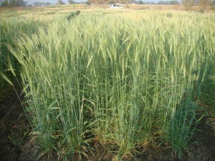 Wheat fields grow in Washim district; Sow on 33 thousand hectares! | वाशिम जिल्ह्यात गव्हाचे क्षेत्र वाढले; ३३ हजार हेक्टरवर पेरणी !