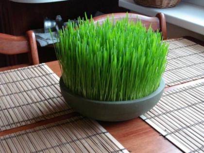 wheat grass benefits | 'या' तृणधान्याचे अंकुर आहेत उत्तम बॉडी डिटॉक्स, इतर फायदे ऐकल्यानंतर लगेच कराल उपयोग