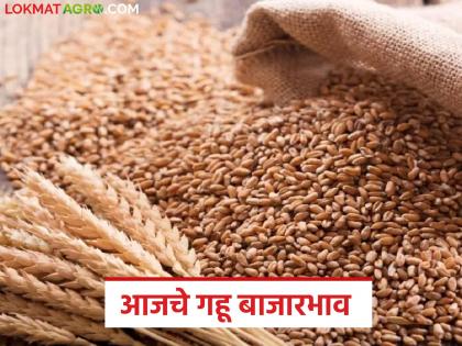 latest news Wheat Market Update: Sharbati wheat is moving in the market; In which market did it get the highest price? | Wheat Market Update : शरबती गव्हाची बाजारात चलती; कोणत्या बाजारात मिळाला सर्वाधिक भाव? latest news Wheat Market Update: Sharbati wheat is moving in the market; In which market did it get the highest price? | Wheat Market Update : शरबती गव्हाची बाजारात चलती; कोणत्या बाजारात मिळाला सर्वाधिक भाव?