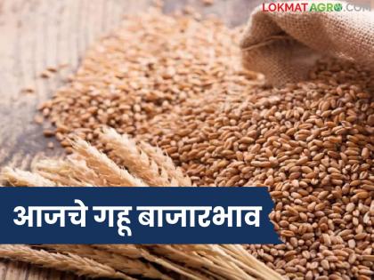 latest news Gahu Bajarbhav: Price game in the Gahu market; Huge demand for 'this' variety | Gahu Bajarbhav : गहू बाजारात दरांचा खेळ; 'या' जातीला जबरदस्त मागणी latest news Gahu Bajarbhav: Price game in the Gahu market; Huge demand for 'this' variety | Gahu Bajarbhav : गहू बाजारात दरांचा खेळ; 'या' जातीला जबरदस्त मागणी