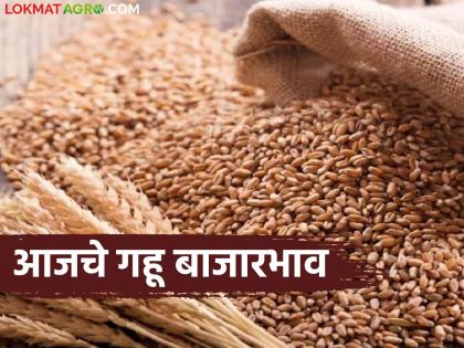 latest news Wheat Market Update: Wheat prices surge; Prices increased in 'these' market committees | Wheat Market Update : गव्हाच्या दरात उसळी; 'या' बाजार समित्यांमध्ये भाव वधारले latest news Wheat Market Update: Wheat prices surge; Prices increased in 'these' market committees | Wheat Market Update : गव्हाच्या दरात उसळी; 'या' बाजार समित्यांमध्ये भाव वधारले