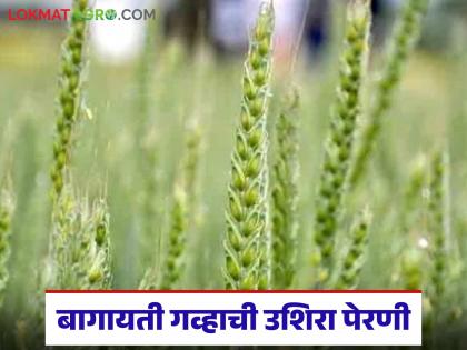 Wheat Farming : बागायती गव्हाची पेरणी कधीपर्यंत करता येईल, कुठले वाण निवडावे, वाचा सविस्तर 