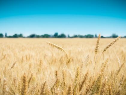 Beginning of wheat harvesting in Washim district | वाशिम जिल्ह्यात गहू, हरभऱ्याच्या काढणीला सुरुवात