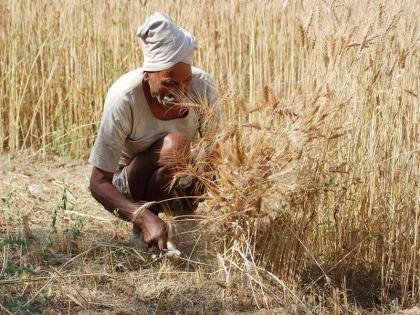 Cabinet approves proposal to hike MSP on rabi crops for 2018 19 | रबी पिकांच्या आधारभूत किमतीत वाढ; शेतकऱ्यांना मोदी सरकारचा दिलासा