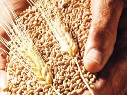 the price of wheat decreased and the production also decreased in buldhana | गव्हात वाढले टुशांचे प्रमाण, भाव कमी, उत्पादनातही घट