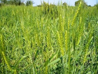 With the passage of time, do not sow wheat crop anymore! | वेळ निघून गेल्याने आता गहू पिकाची पेरणी करू नये!