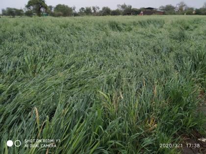 rainfall in Washim district: loss of mangoes with wheat, gram crops | वाशिम जिल्ह्यात अवकाळी पाऊस  : गहू, हरभरा पिकासह आंब्याचे नुकसान