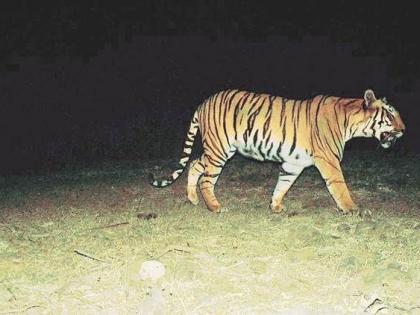 During the night dron camera inspected in the forest: Where did the Tigress disappear? | रात्रीच्या वेळी जंगलात ड्रोन कॅमेऱ्याने पाहणी : ती वाघिण कुठे झाली गायब ?