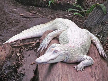 Albino alligator enjoys bath time at NC aquarium watch video | तुम्ही कधी पांढरी दुर्मीळ मगर पाहिली का? नसेल पाहिली तर आता बघा...तिचा थाट पाहून व्हाल अवाक्....