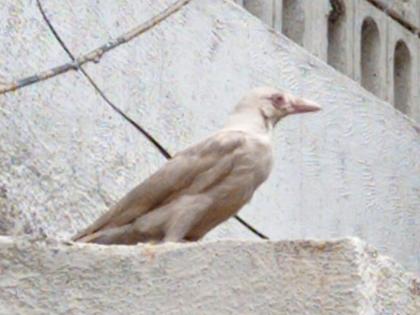 white color crow found in dombivli | डोंबिवलत आढळला पांढरा कावळा