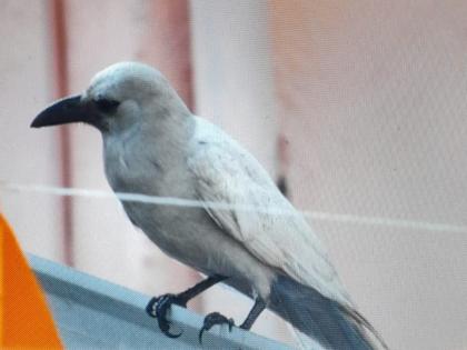 Have you ever seen a white crow? Had Darshan in Pune; Why is the color white? | पांढरा कावळा कधी पाहिलाय का? पुण्यात झाले दर्शन; का येतो पांढरा रंग?