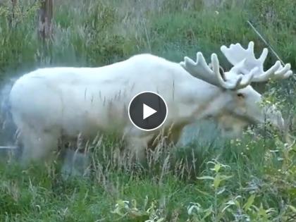 rare white moose taking bath video goes viral on social media | पाण्यात मजामस्ती करतोय हा सुरेख दुर्मिळ प्राणी, नयनरम्य दृश्य पाहुन नेटकरी पडले प्रेमात...