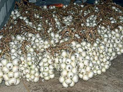 Fear of deportation of white onion vasai rains hit farmers | पांढरा कांदा वसईतून हद्दपार होण्याची भीती; अवकाळी पावसाचा फटका, शेतकरी हवालदिल