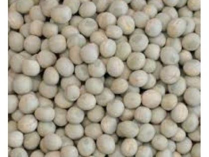 Import duty on white peas is 20 thousand quintals! | पांढऱ्या वाटाण्यावर आयात शुल्क २० हजार रुपये क्विंटल!