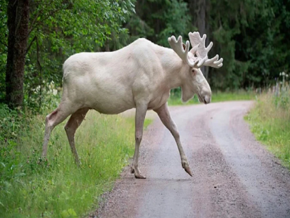 Viral Moose Video: Rare white moose seen bathing in river in Sweden; see video... | Viral Moose Video: नदीत अंघोळ करताना दिसला दुर्मिळ प्राणी; व्हिडिओ पाहून तुम्हीही अवाक् व्हाल...