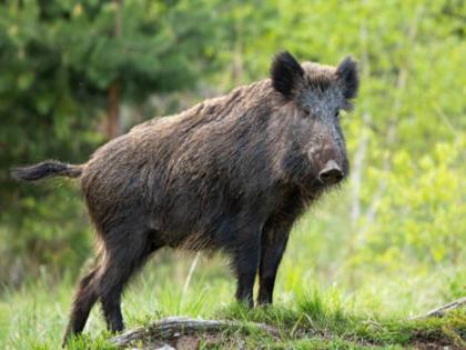 A rickshaw fell 400 feet down a ravine in a wild boar attack One dead three injured | रानडुकराच्या हल्ल्यात रिक्षा ४०० फूट दरीत कोसळली; एकाचा मृत्यू तर तीन जखमी, वेल्ह्यातील घटना