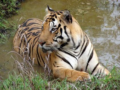 Good news for wildlife lovers; Possibility of getting approval for Mahendra Sanctuary of Amravati | वन्यप्रेमींसाठी खूशखबर; अमरावतीच्या महेंद्री अभयारण्याला मान्यता मिळण्याची शक्यता