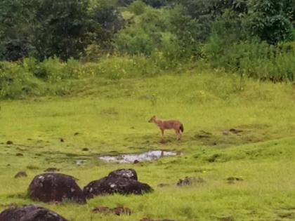 Finally sighting of wild dogs in Bhimashankar Sanctuary This animal was seen after 195 years | Wild Dogs: अखेर भीमाशंकर अभयारण्यात रानकुत्रींचे दर्शन; तब्बल १९५ वर्षांनी दिसला हा प्राणी