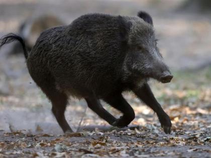 Shocking .... A woman's hand was severed in a wild pig attack | धक्कादायक....रानडुकराच्या हल्ल्यात महिलेचा हात धडावेगळा