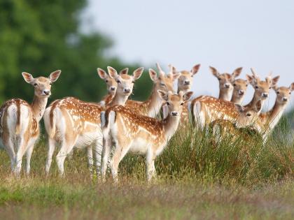 Fireworks are needed for wildlife conservation! | वन्य प्राण्यांच्या बंदोबस्तासाठी फटाके हवेत!