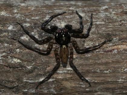 Kolhapur: Jumping spider in spades, wildlife researchers discover new species | Kolhapur: कुडाळमध्ये जंपिंग स्पायडर, वन्यजीव संशोधकांना नव्या प्रजातीचा शोध