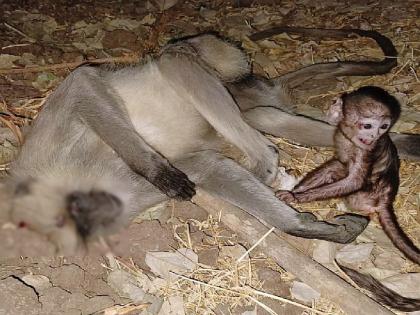 Grief-stricken baby monkey in tears after mother is run over on spot as unknown vehicle hits on paratwada route | आईच्या विरहात कुशीतील पिल्लू व्याकुळ; समाजमनही हळहळले