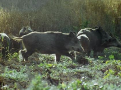 Wild pigs destroyed the gram crop | रानडुकरांचा उच्छाद; हरभरा उगवण्यापूर्वीच ‘खल्लास’!