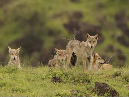 Jalgaon Eight injured including two children in wolf attack | जळगाव : लांडग्याच्या हल्ल्यात दोन बालकांसह आठ जखमी