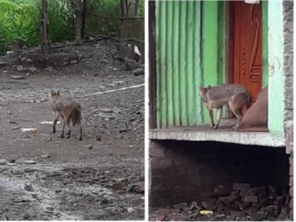 The fox has come! Citizens frightened by the free movement of fox in Soyagaon | कोल्हा आला रे आला ! सोयगावात कोल्ह्याच्या मुक्तसंचाराने नागरिक भयभीत