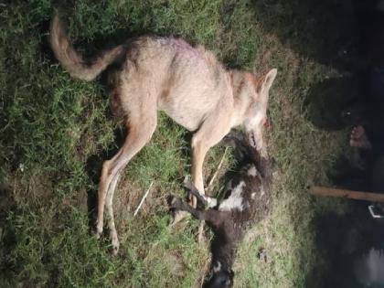 Bahraich wolf attack, last wolf was found dead | 9 चिमुकल्यांची शिकार करणाऱ्या लांडग्यांची दहशत संपली; शेवटचा लांडका मृतावस्थेत आढळला