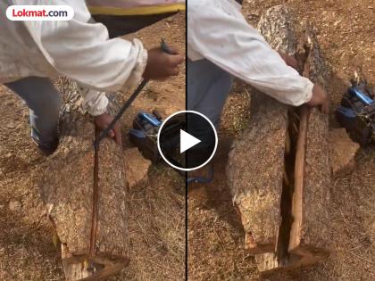 VIDEO : Man cut log gets enormous beehive inside it large stock of honey | VIDEO : लाकूड तोडत होती व्यक्ती, दोन तुकडे झाल्यावर आत जे दिसलं ते पाहून व्हाल अवाक्!