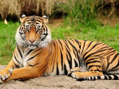 The death of a tiger is occurring every three days | दर तीन दिवसात होतोय एका वाघाचा मृत्यू