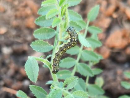 Harmful crisis of 'cutworm' on gram on thousands of hectares; Plants on thousands of hectares are thriving | हजारो हेक्टवरील हरभऱ्यावर ‘कटवर्म’चे भीषण संकट; हजारो हेक्टरवरील रोपे फस्त