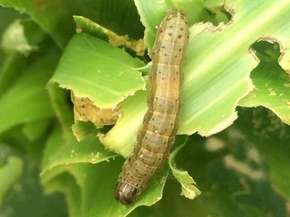 New crisis for farmers; Infestation of blight disease on gram and armyworm on sorghum | शेतकऱ्यांपुढे नवे संकट; हरभऱ्यावर मर रोगाचा अन् ज्वारीवर लष्करी अळीचा प्रादुर्भाव