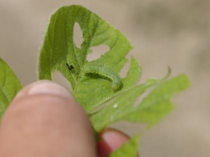 More than five worms attack soybeans! | सोयाबीनवर पाचपेक्षा अधिक किडींचे आक्रमण!