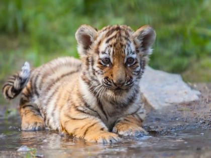 Sensational revelation; Killing a tiger calf out of lust for money! | खळबळजनक खुलासा; वाघाच्या बछड्याची हत्या पैशाचा पाऊस पाडण्याच्या लालसेतूनच! 