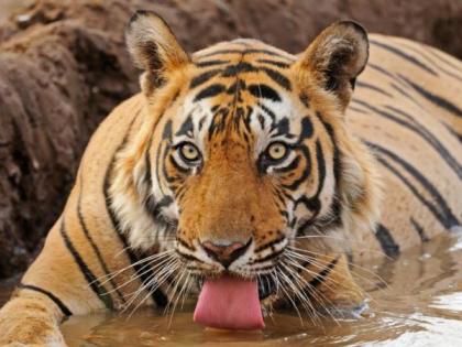 'Action Plan' for Outside Tigers; Applying the standard operating system | वनक्षेत्राबाहेरील वाघांसाठी ‘अ‍ॅक्शन प्लॅन’; स्टँडर्ड ऑपरेटिंग प्रणाली लागू