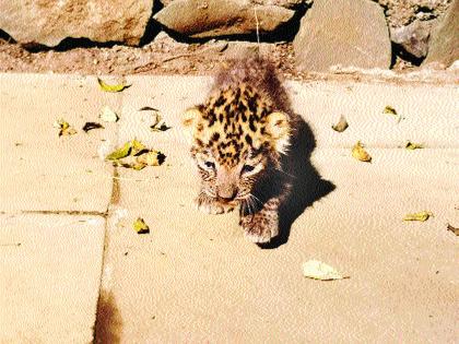 The calf is taken care of by the calf found in yeur | येऊरमध्ये सापडलेल्या बछड्याची अतिदक्षता विभाग घेतेय काळजी