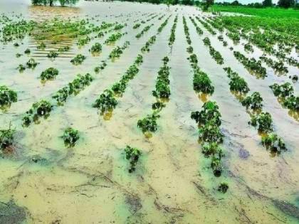 Heavy rains raised crops in 30 lakh hectares, disaster damaged eight hectares | दमदार पावसाने ३० लाख हेक्टरमधील पिकांना उभारी, आपत्तीने आठ लाख हेक्टरमध्ये नुकसान